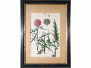 ,Johann Wilhelm Weinmann - Tre tavole botaniche: n. 36, n. 315 e n. 283
