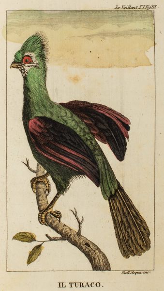 ,François Le Vaillant : Primo viaggio nell'interno dell'Africa pel Capo di Buona Speranza  - Asta Libri, Autografi e Stampe - Associazione Nazionale - Case d'Asta italiane