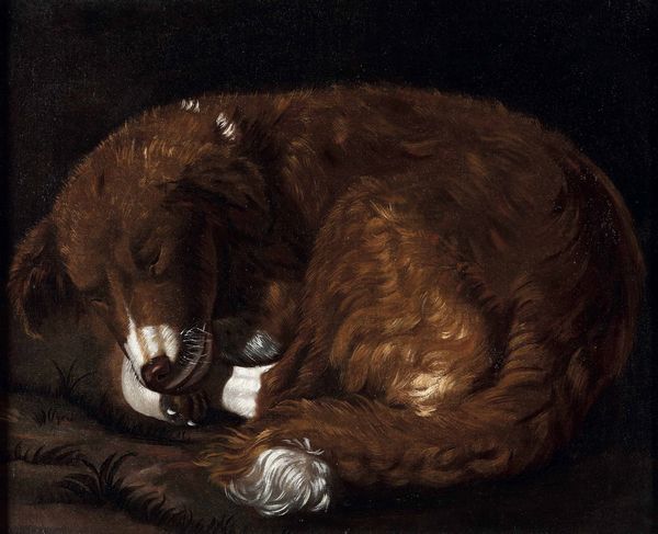 Scuola italiana del XVIII secolo Ritratto di cane dormiente  - Asta Dipinti antichi - Associazione Nazionale - Case d'Asta italiane