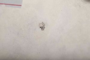 Coppia di alzate. Argento fuso, sbalzato e cesellato. Probabile manifattura veneta, seconda met� del XVIII secolo. Marchio dell'argentiere FV inframezzato da animale rampante (non identificato) e marchi di importazione francesi  - Asta Argenti del XX secolo - Associazione Nazionale - Case d'Asta italiane