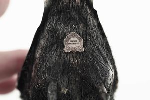 Volatile. Argento su base in malachite. Argenteria artistica italiana del XX-XXI secolo. Firma Mario Buccellati su etichetta a scudo in argento  - Asta Argenti del XX secolo - Associazione Nazionale - Case d'Asta italiane