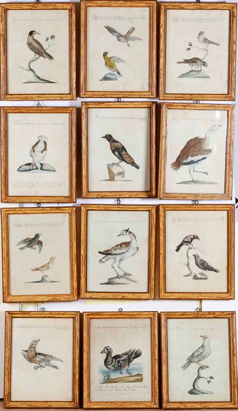 Violante Lampredi Vanni - Lorenzo Lorenzi - (Saverio Manetti). Serie di ventinove incisioni acquerellate, provenienti dal capolavoro dell'ornitologia settecentesca di Saverio Manetti (1723-1785) - Storia naturale degli uccelli...Firenze, Stamperia Mouckiana, 1767-1776<BR>  - Asta Dimore italiane  - Associazione Nazionale - Case d'Asta italiane