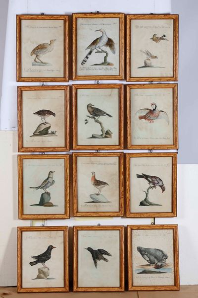 Violante Lampredi Vanni - Lorenzo Lorenzi - (Saverio Manetti). Serie di ventinove incisioni acquerellate, provenienti dal capolavoro dell'ornitologia settecentesca di Saverio Manetti (1723-1785) - Storia naturale degli uccelli...Firenze, Stamperia Mouckiana, 1767-1776<BR>  - Asta Dimore italiane  - Associazione Nazionale - Case d'Asta italiane