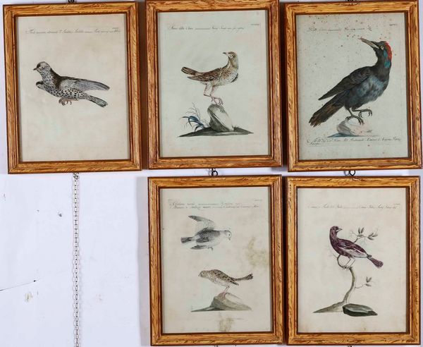 Violante Lampredi Vanni - Lorenzo Lorenzi - (Saverio Manetti). Serie di ventinove incisioni acquerellate, provenienti dal capolavoro dell'ornitologia settecentesca di Saverio Manetti (1723-1785) - Storia naturale degli uccelli...Firenze, Stamperia Mouckiana, 1767-1776<BR>  - Asta Dimore italiane  - Associazione Nazionale - Case d'Asta italiane