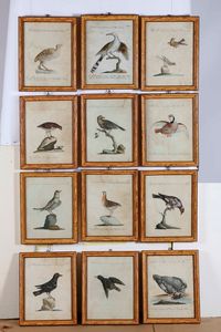 Violante Lampredi Vanni - Lorenzo Lorenzi - (Saverio Manetti). Serie di ventinove incisioni acquerellate, provenienti dal capolavoro dell'ornitologia settecentesca di Saverio Manetti (1723-1785) - Storia naturale degli uccelli...Firenze, Stamperia Mouckiana, 1767-1776<BR>  - Asta Dimore italiane  - Associazione Nazionale - Case d'Asta italiane