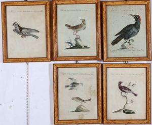 Violante Lampredi Vanni - Lorenzo Lorenzi - (Saverio Manetti). Serie di ventinove incisioni acquerellate, provenienti dal capolavoro dell'ornitologia settecentesca di Saverio Manetti (1723-1785) - Storia naturale degli uccelli...Firenze, Stamperia Mouckiana, 1767-1776<BR>  - Asta Dimore italiane  - Associazione Nazionale - Case d'Asta italiane