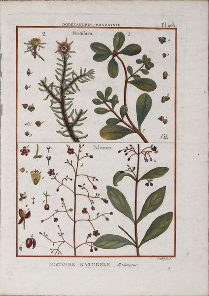 INCISORE DEL XVIII SECOLO : Histoire Naturelle, Botanique: Portulaca - Talinum  - Asta Asta 367 | ARTE ANTICA E DEL XIX SECOLO Virtuale - Associazione Nazionale - Case d'Asta italiane