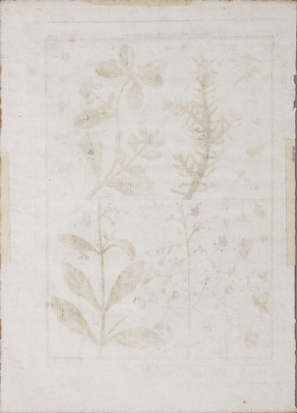 INCISORE DEL XVIII SECOLO : Histoire Naturelle, Botanique: Portulaca - Talinum  - Asta Asta 367 | ARTE ANTICA E DEL XIX SECOLO Virtuale - Associazione Nazionale - Case d'Asta italiane