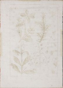 INCISORE DEL XVIII SECOLO : Histoire Naturelle, Botanique: Portulaca - Talinum  - Asta Asta 367 | ARTE ANTICA E DEL XIX SECOLO Virtuale - Associazione Nazionale - Case d'Asta italiane