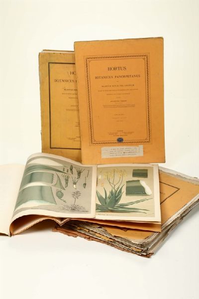 Hortus botanicus Panormitanus, Palermo, 1876-1892  - Asta Libri Antichi e Rari - Associazione Nazionale - Case d'Asta italiane
