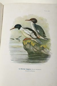 Gli uccelli d'Italia, Milano, Cogliati, 1906  - Asta Libri Antichi e Rari - Associazione Nazionale - Case d'Asta italiane
