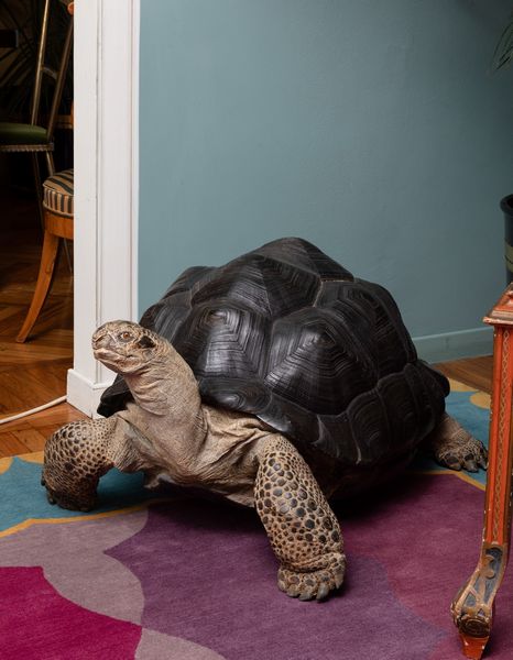 Tartaruga gigante delle Seychelles, tassidermia di Aldabrachelys gigantea  - Asta ECLECTICA, the home of designer Nicol Castellini Baldissera - Associazione Nazionale - Case d'Asta italiane