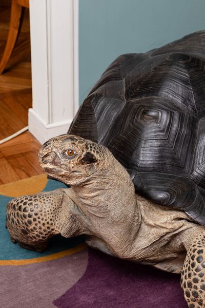 Tartaruga gigante delle Seychelles, tassidermia di Aldabrachelys gigantea  - Asta ECLECTICA, the home of designer Nicol Castellini Baldissera - Associazione Nazionale - Case d'Asta italiane