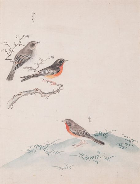 Tre stampe acquerellate su carta a tema ornitologico con iscrizioni. Giappone, XX secolo  - Asta ECLECTICA, the home of designer Nicol Castellini Baldissera - Associazione Nazionale - Case d'Asta italiane