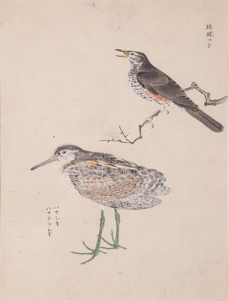 Tre stampe acquerellate su carta a tema ornitologico con iscrizioni. Giappone, XX secolo  - Asta ECLECTICA, the home of designer Nicol Castellini Baldissera - Associazione Nazionale - Case d'Asta italiane