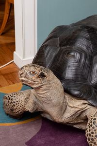 Tartaruga gigante delle Seychelles, tassidermia di Aldabrachelys gigantea  - Asta ECLECTICA, the home of designer Nicol Castellini Baldissera - Associazione Nazionale - Case d'Asta italiane
