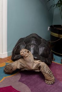 Tartaruga gigante delle Seychelles, tassidermia di Aldabrachelys gigantea  - Asta ECLECTICA, the home of designer Nicol Castellini Baldissera - Associazione Nazionale - Case d'Asta italiane