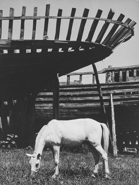 ,Nino Migliori : Pascolo tranquillo  - Asta Fotografia: Under 1K - Associazione Nazionale - Case d'Asta italiane