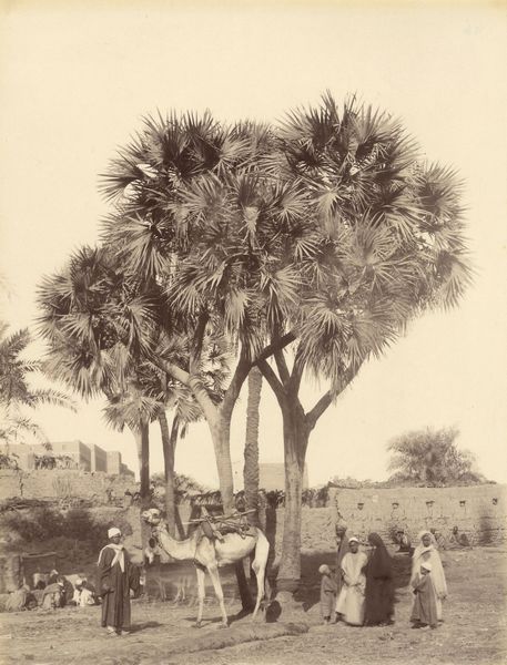 ,Antonio Beato : Doum Palmiers  - Asta Fotografia: Under 1K - Associazione Nazionale - Case d'Asta italiane
