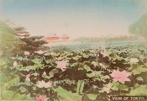 ,Scuola di Yokoama : Senza titolo (Giappone)  - Asta Fotografia: Under 1K - Associazione Nazionale - Case d'Asta italiane