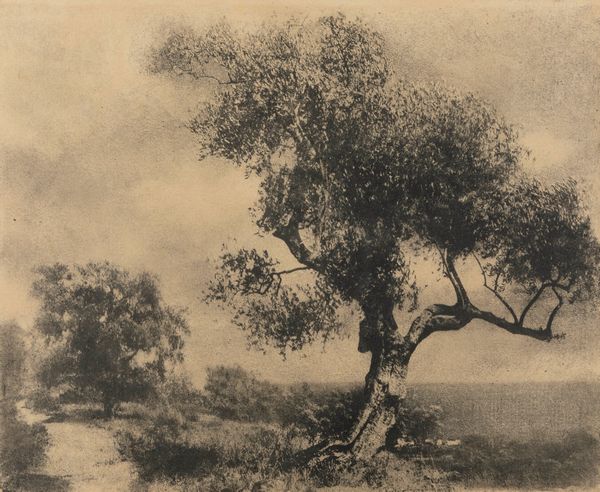,Domenico Riccardo Peretti Griva : L'ulivo  - Asta Fotografia: Under 1K - Associazione Nazionale - Case d'Asta italiane
