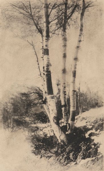 ,Domenico Riccardo Peretti Griva : Betulle  - Asta Fotografia: Under 1K - Associazione Nazionale - Case d'Asta italiane