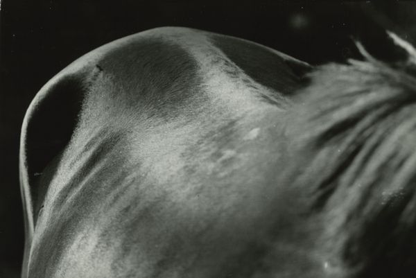 ,Rinaldo Prieri : Figura equina  - Asta Fotografia: Under 1K - Associazione Nazionale - Case d'Asta italiane