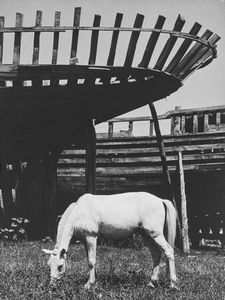 ,Nino Migliori - Pascolo tranquillo