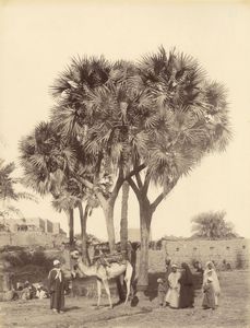 ,Antonio Beato - Doum Palmiers
