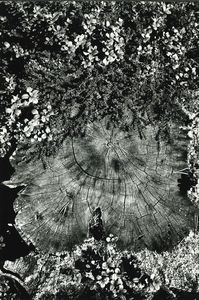 ,Mario De Biasi - Il ceppo e l'erica