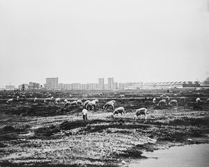 ,Virgilio Carnisio - Milano, Via delle Forze Armate