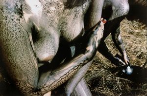 ,Isaia Mabellini Sarenco - Senza titolo