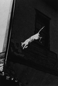 ,Ferdinando Scianna - Mario Soldati, La mamma dei gatti / Il gatto che salta, 1984