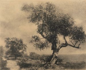 ,Domenico Riccardo Peretti Griva - L'ulivo