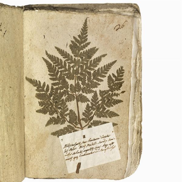 Antico erbario con centinaia di campioni essiccati. Seconda met&agrave; del XVIII secolo.  - Asta Libri, manoscritti e autografi - Associazione Nazionale - Case d'Asta italiane