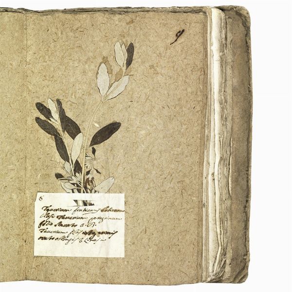 Antico erbario con centinaia di campioni essiccati. Seconda met&agrave; del XVIII secolo.  - Asta Libri, manoscritti e autografi - Associazione Nazionale - Case d'Asta italiane