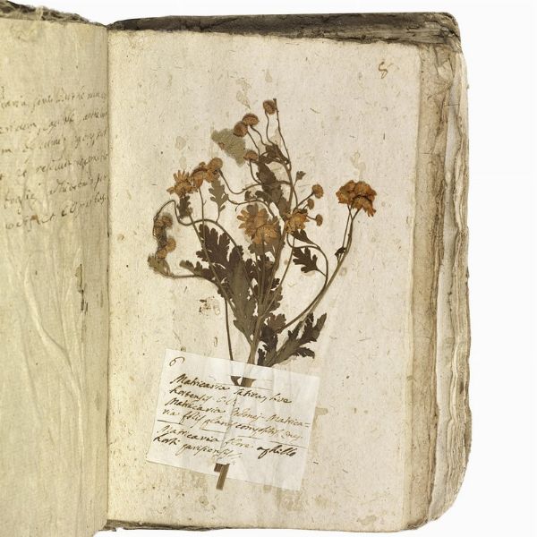 Antico erbario con centinaia di campioni essiccati. Seconda met&agrave; del XVIII secolo.  - Asta Libri, manoscritti e autografi - Associazione Nazionale - Case d'Asta italiane
