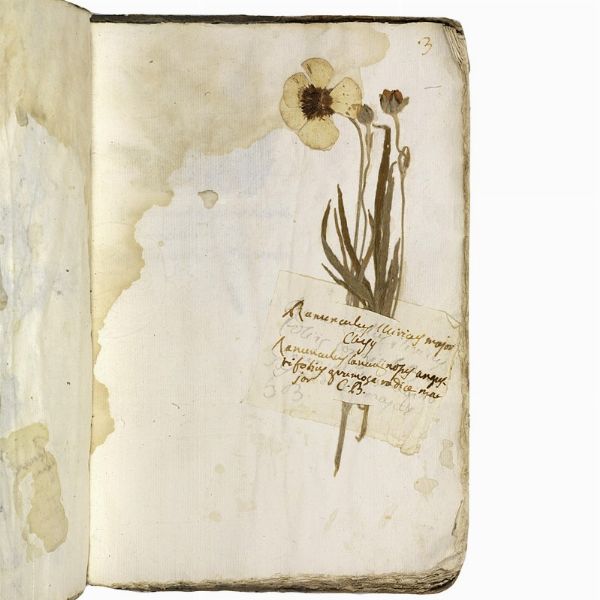 Antico erbario con centinaia di campioni essiccati. Seconda met&agrave; del XVIII secolo.  - Asta Libri, manoscritti e autografi - Associazione Nazionale - Case d'Asta italiane