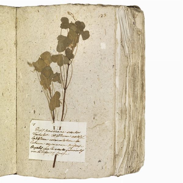 Antico erbario con centinaia di campioni essiccati. Seconda met&agrave; del XVIII secolo.  - Asta Libri, manoscritti e autografi - Associazione Nazionale - Case d'Asta italiane