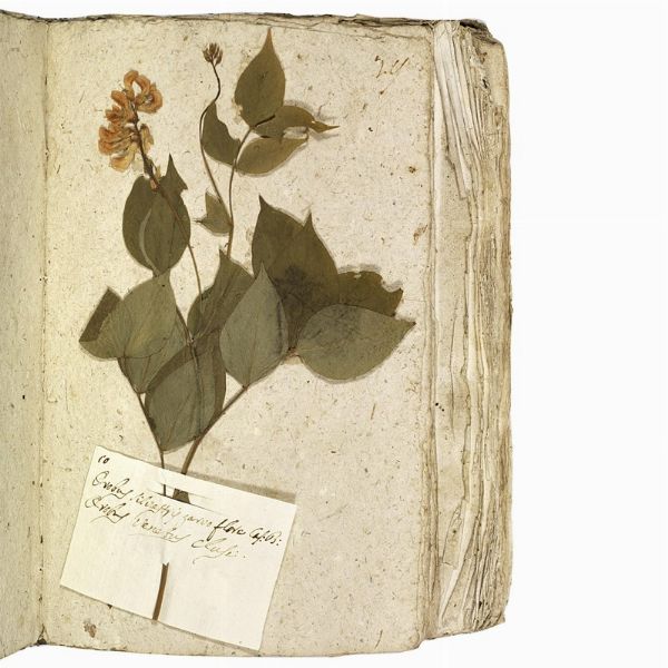 Antico erbario con centinaia di campioni essiccati. Seconda met&agrave; del XVIII secolo.  - Asta Libri, manoscritti e autografi - Associazione Nazionale - Case d'Asta italiane