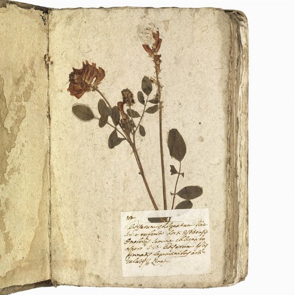 Antico erbario con centinaia di campioni essiccati. Seconda met&agrave; del XVIII secolo.  - Asta Libri, manoscritti e autografi - Associazione Nazionale - Case d'Asta italiane