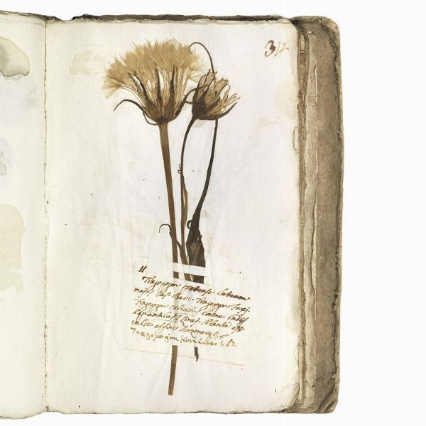 Antico erbario con centinaia di campioni essiccati. Seconda met&agrave; del XVIII secolo.  - Asta Libri, manoscritti e autografi - Associazione Nazionale - Case d'Asta italiane