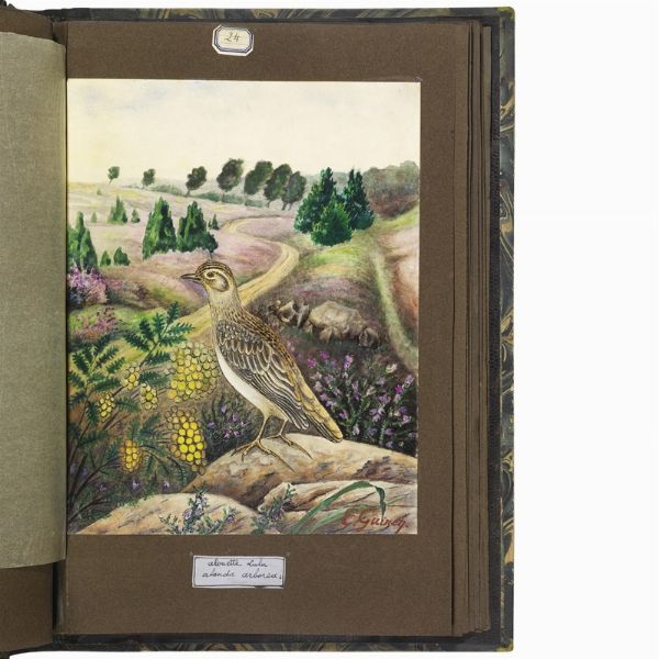 GUINET. E.   Acquarelles d�oiseaux  . 1825.  - Asta Libri, manoscritti e autografi - Associazione Nazionale - Case d'Asta italiane