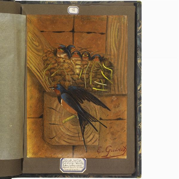 GUINET. E.   Acquarelles d�oiseaux  . 1825.  - Asta Libri, manoscritti e autografi - Associazione Nazionale - Case d'Asta italiane