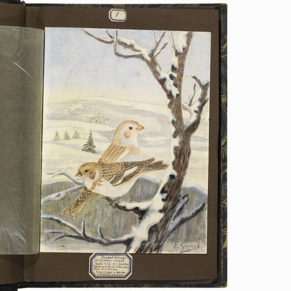 GUINET. E.   Acquarelles d�oiseaux  . 1825.  - Asta Libri, manoscritti e autografi - Associazione Nazionale - Case d'Asta italiane