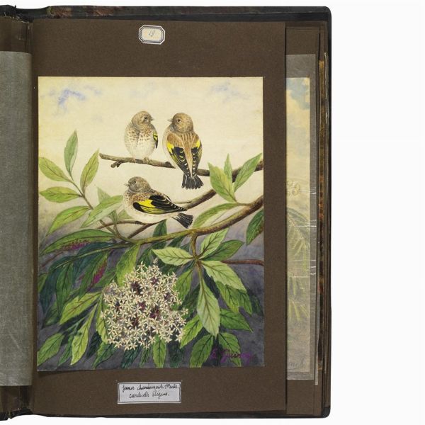 GUINET. E.   Acquarelles d�oiseaux  . 1825.  - Asta Libri, manoscritti e autografi - Associazione Nazionale - Case d'Asta italiane