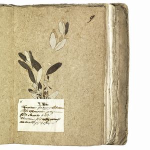 Antico erbario con centinaia di campioni essiccati. Seconda met&agrave; del XVIII secolo.  - Asta Libri, manoscritti e autografi - Associazione Nazionale - Case d'Asta italiane