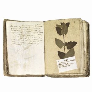 Antico erbario con centinaia di campioni essiccati. Seconda met&agrave; del XVIII secolo.  - Asta Libri, manoscritti e autografi - Associazione Nazionale - Case d'Asta italiane