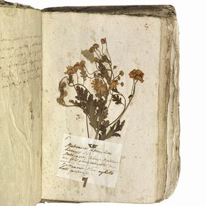 Antico erbario con centinaia di campioni essiccati. Seconda met&agrave; del XVIII secolo.  - Asta Libri, manoscritti e autografi - Associazione Nazionale - Case d'Asta italiane