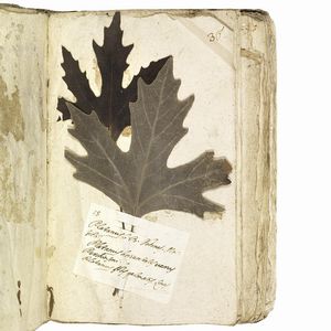 Antico erbario con centinaia di campioni essiccati. Seconda met&agrave; del XVIII secolo.  - Asta Libri, manoscritti e autografi - Associazione Nazionale - Case d'Asta italiane
